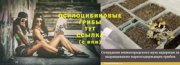 индика Ладушкин